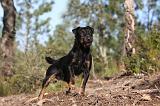 JAGDTERRIER ALLEMAND 052